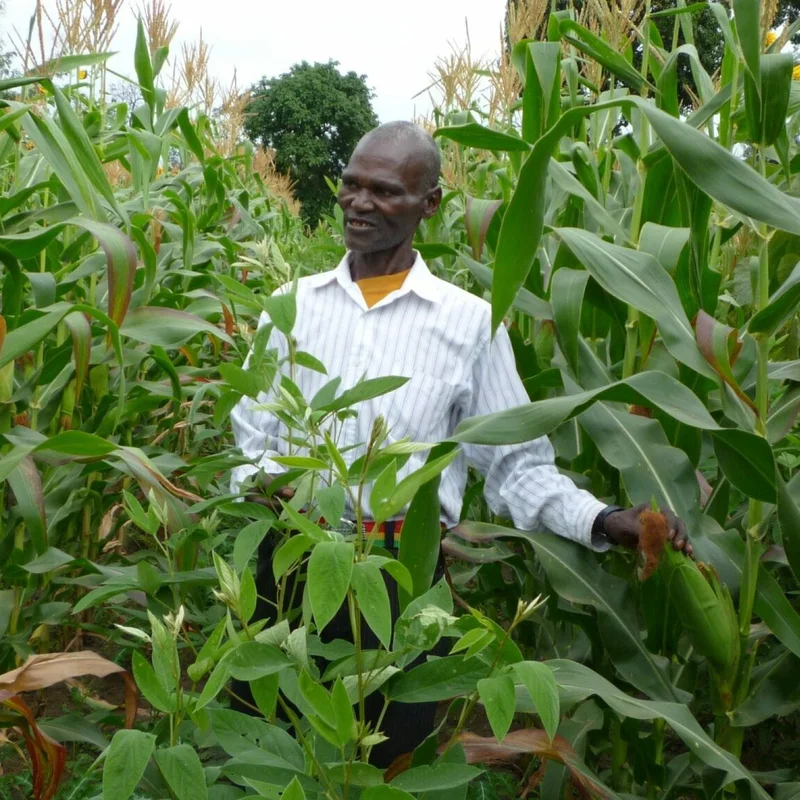 ICRISAT_Ganga-Rao-Smallholder-farmers-field-day-held-at-Kilimanjaro-region-Tanzania-flickr-1536x1152